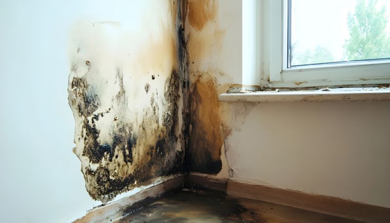 Attic Mold Remediation in Boca Raton, FL
