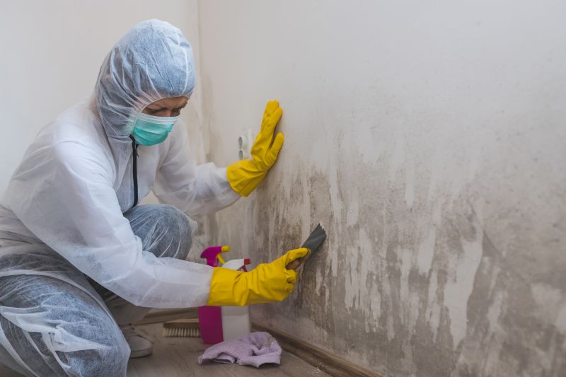Mold Removal in Action