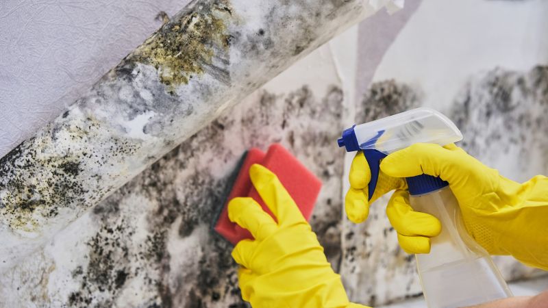 Mold Abatement in Dallas, TX